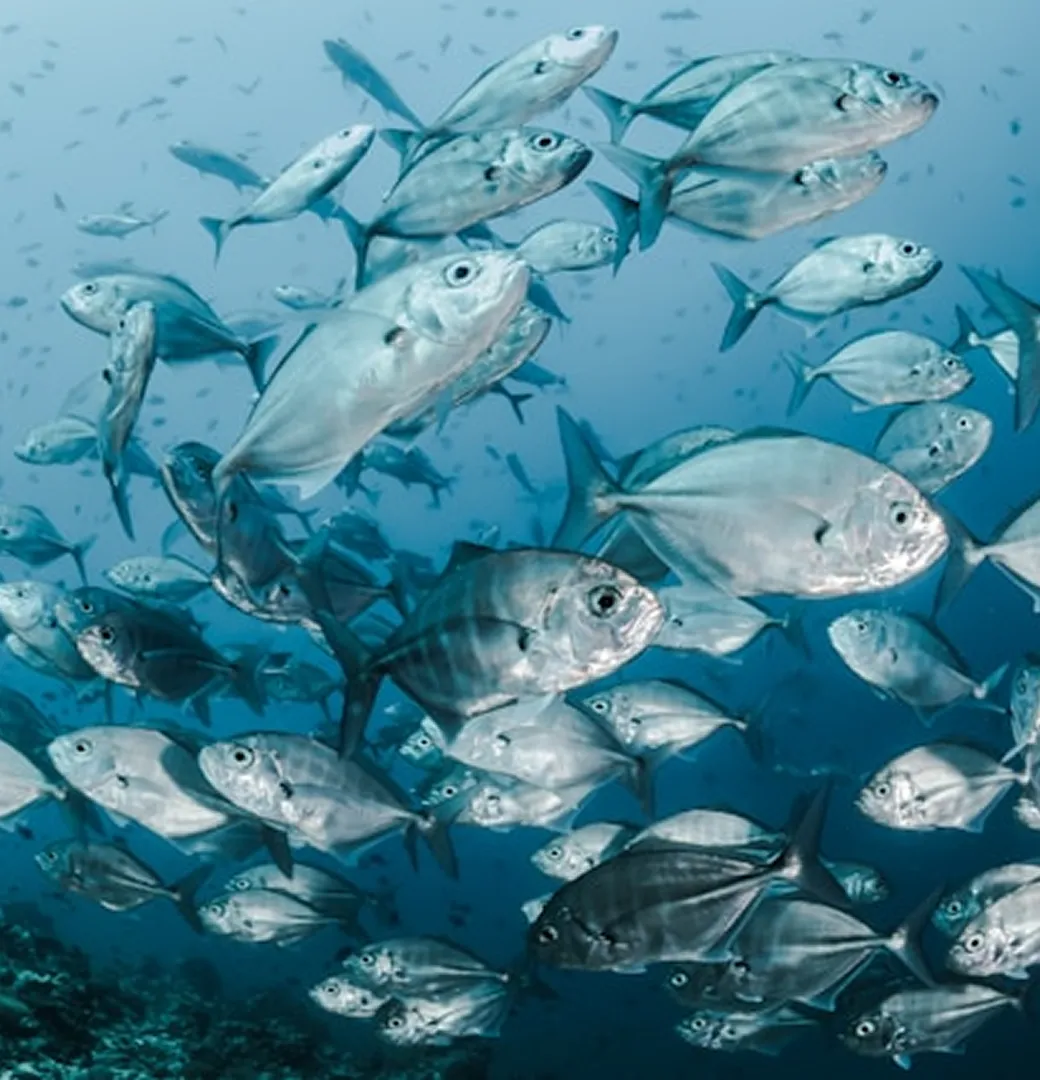 海を泳ぐ魚の群れ